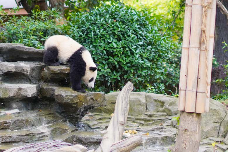 Los populares pandas chinos que veréis en el zoológico