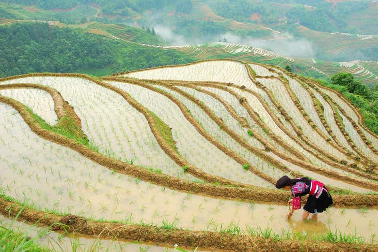 Mujer trabajando en los arrozales