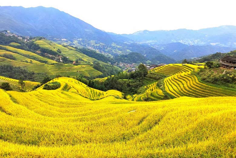 Colores de las terrazas de arroz en otoño