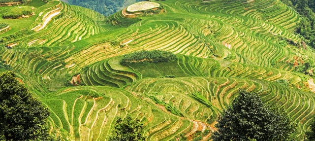Tour por las terrazas de arroz y aldeas de Longji