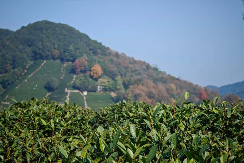 Cultivos de té verde de Longjing