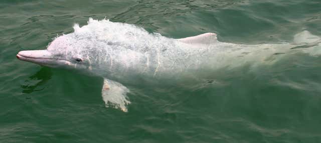 Avistamiento de delfines en Hong Kong