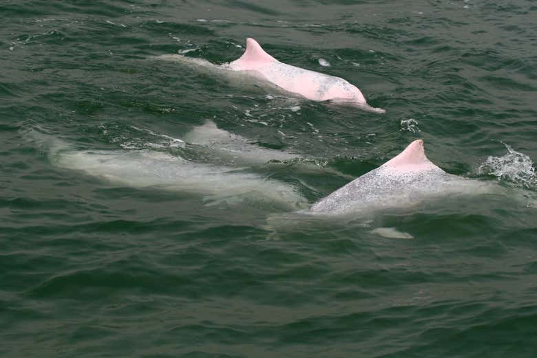 Spot some famous pink dolphins!