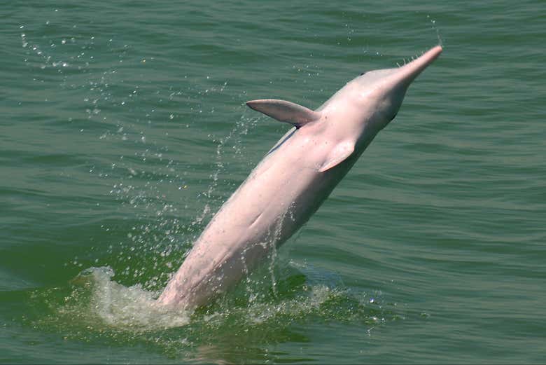 Observe these beautiful animals