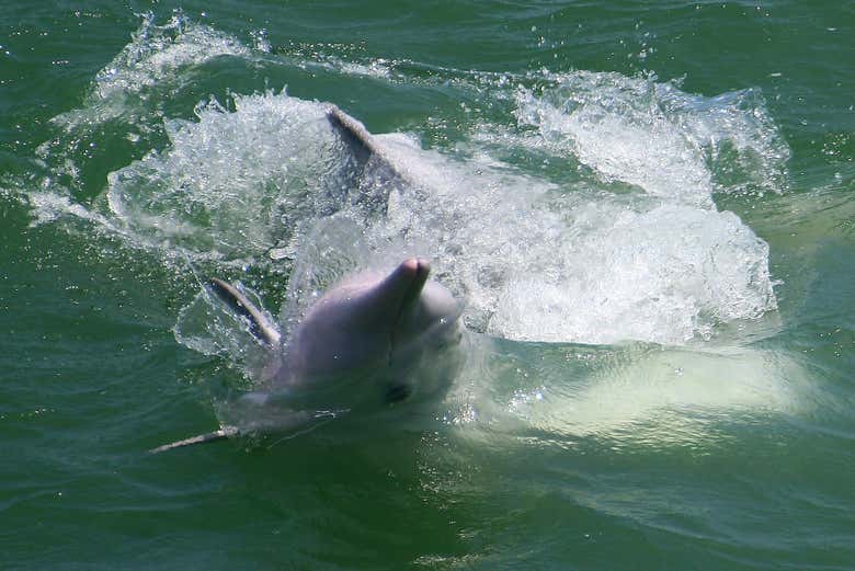 Aprenderéis todo sobre la vida de los delfines