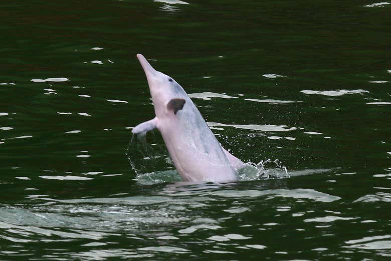 Observaremos a los delfines rosados de cerca