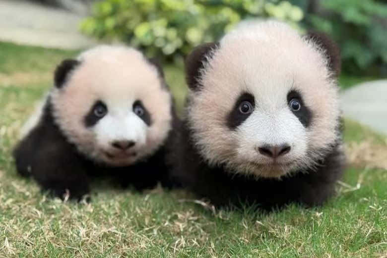Bebês pandas no Ocean Park