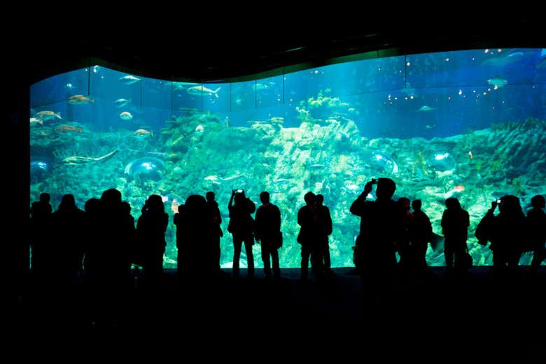 Enjoying the incredible aquarium at Ocean Park