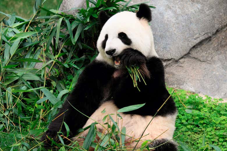 Giant panda at Ocean Park Hong Kong