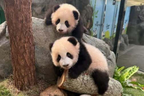 Você poderá fotografar os adoráveis pandas!