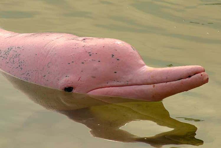 Uno dei delfini rosa della zona