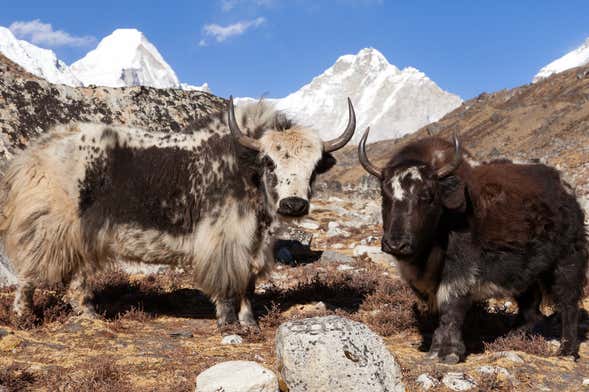 Circuito de 8 dias pelo melhor do Tibet