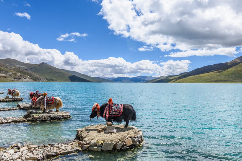 Yamdrok, one of Tibet's sacred lakes