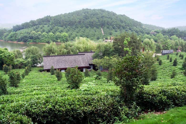 Plantação de chá perto de Hangzhou