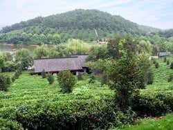 Hangzhou, plantation de thé