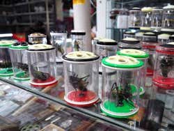 Insectes au Marchés aux oiseaux et aux fleurs