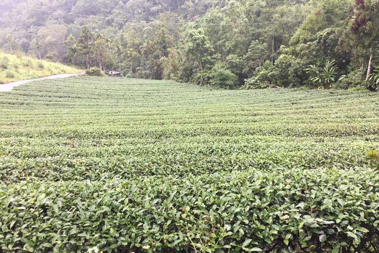 Apreciando as paisagens