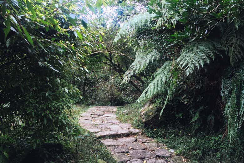 Walk along lush forests