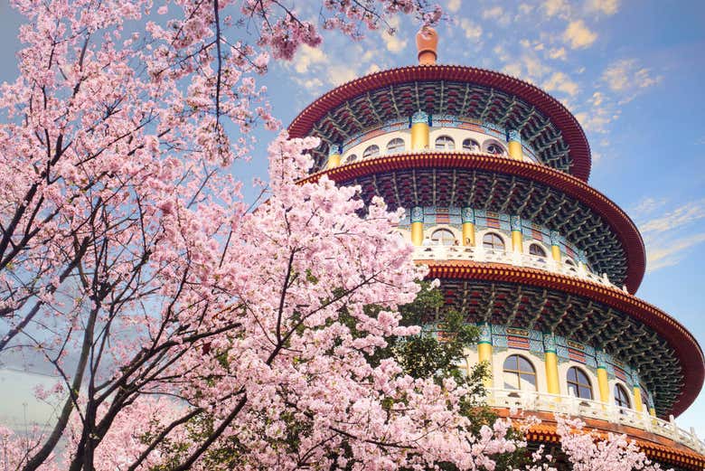 Sakura Garden