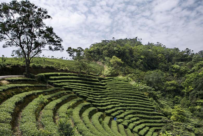 Plantações de chá em Pinglin