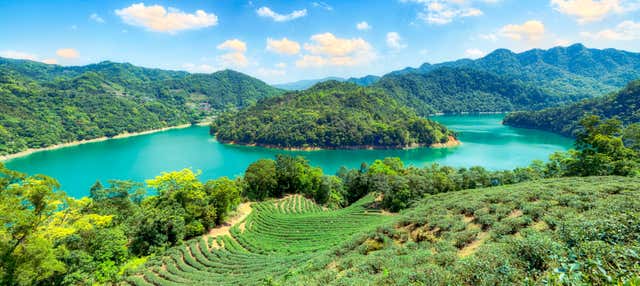 Pinglin Tea Plantation Tour