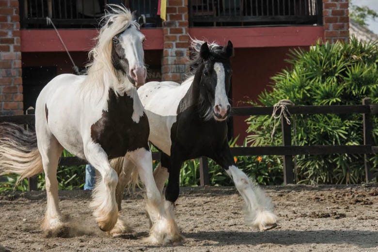 Una pareja de caballos en el Parque Panaca 