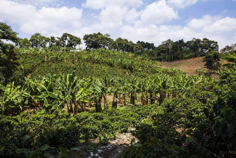 Cafetales de la Hacienda Combia