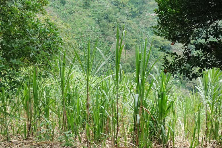 Cañas de panela