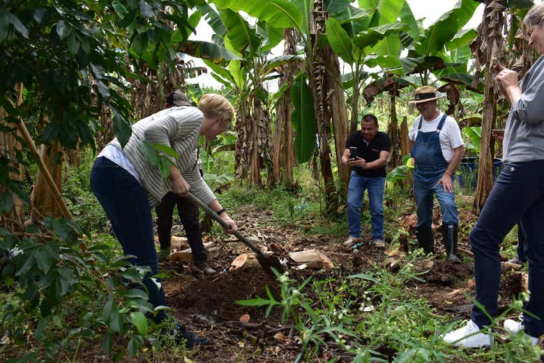 Learning the banana growing process
