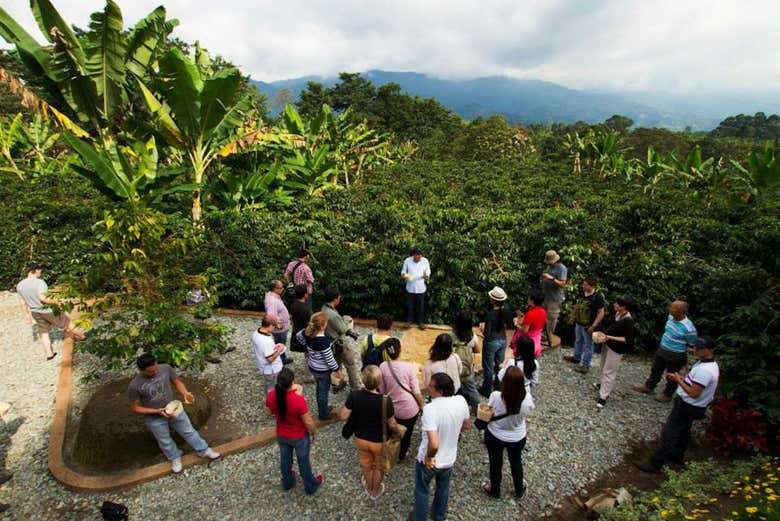 Colombian coffee farm tour and tasting in Armenia - Traveling Spoon