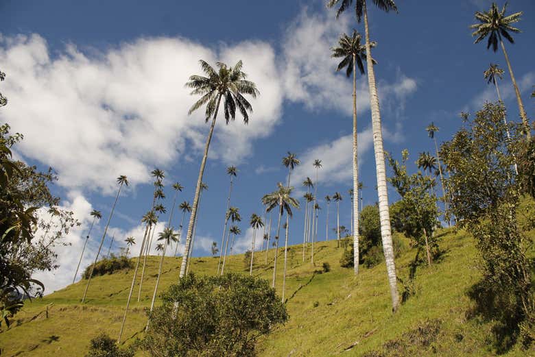 Paisajes del Valle Cocora