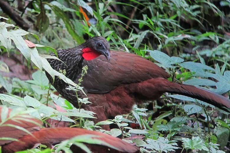 Wildlife in the region