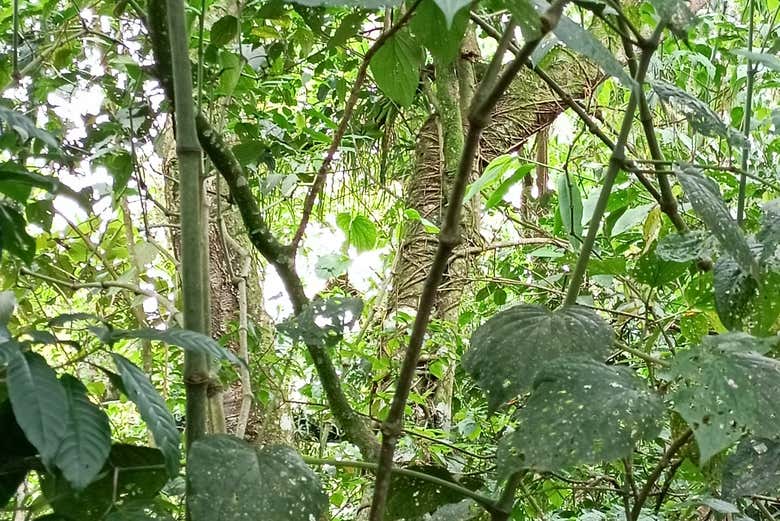 The flora in Parque de la Vida