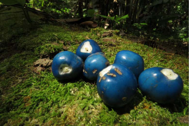 Finding some fruit among the ferns in the Garden
