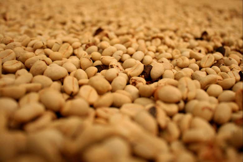 Granos de café listos para ser tostados