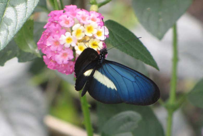 Visiting the butterfly farm