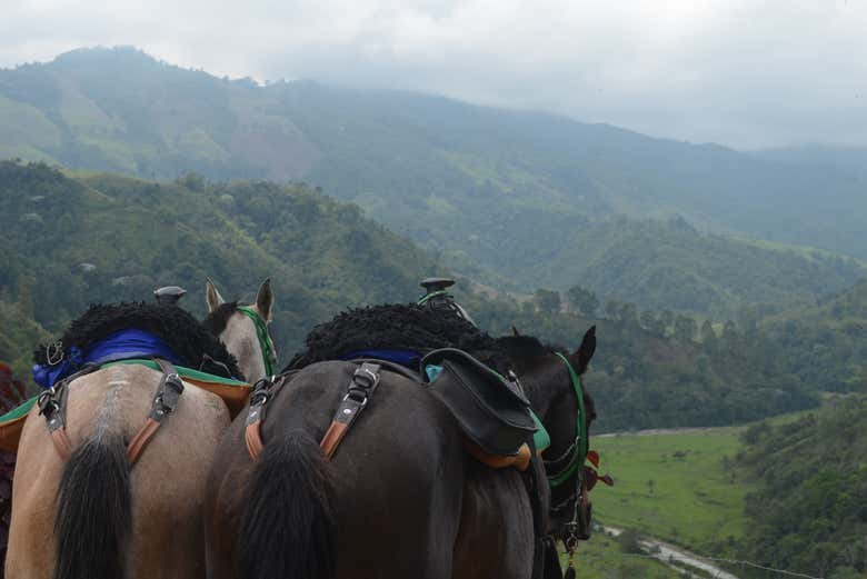 Paisajes del Eje Cafetero 