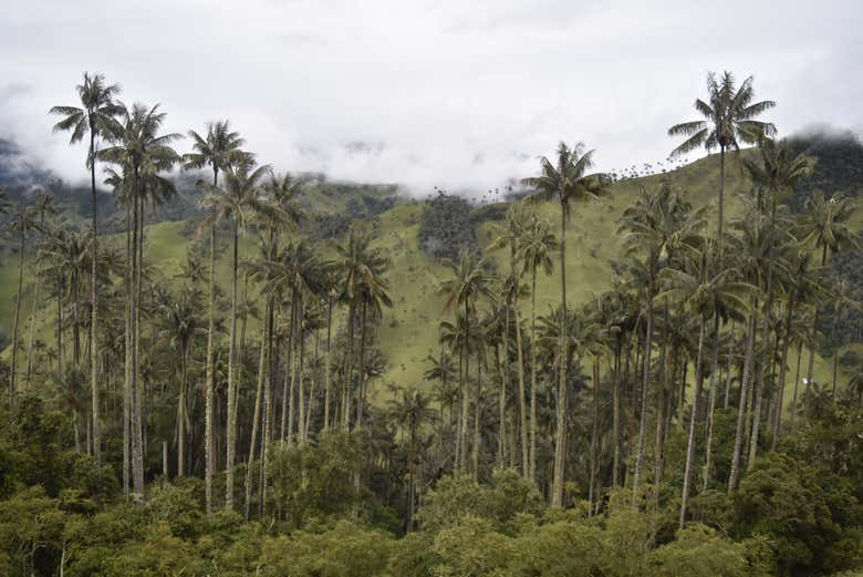 Palmas de cera en el Valle de Cocora