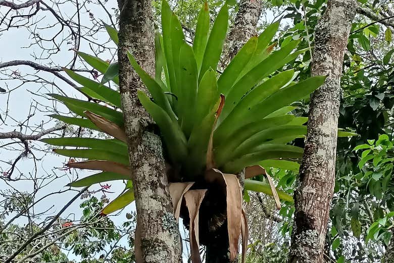 Palm trees in the park