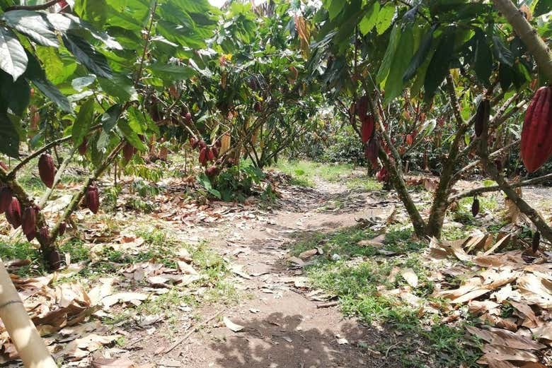 Cacao plantation