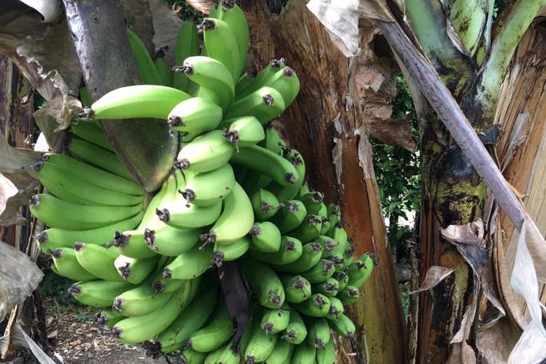 Bananas growing