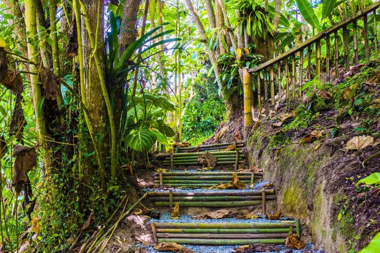 Sendero de la finca