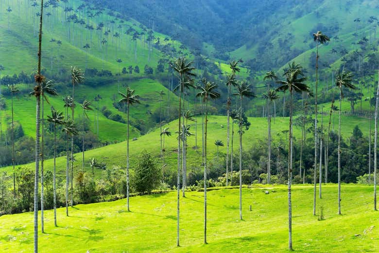Los verdes del Valle de Cocora