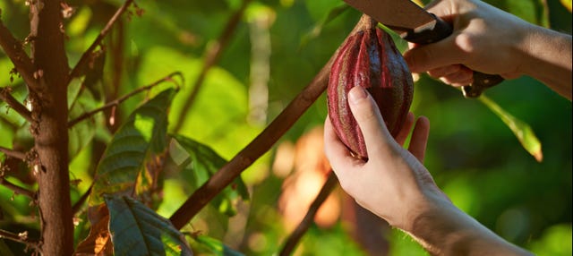 El Argel Farm Cacao Tour