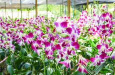 Orchid Farm Excursion