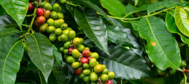 Visite de l’Hacienda Combia
