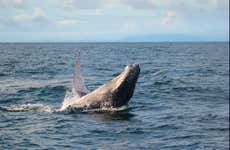 Whale Watching in Bahía Solano
