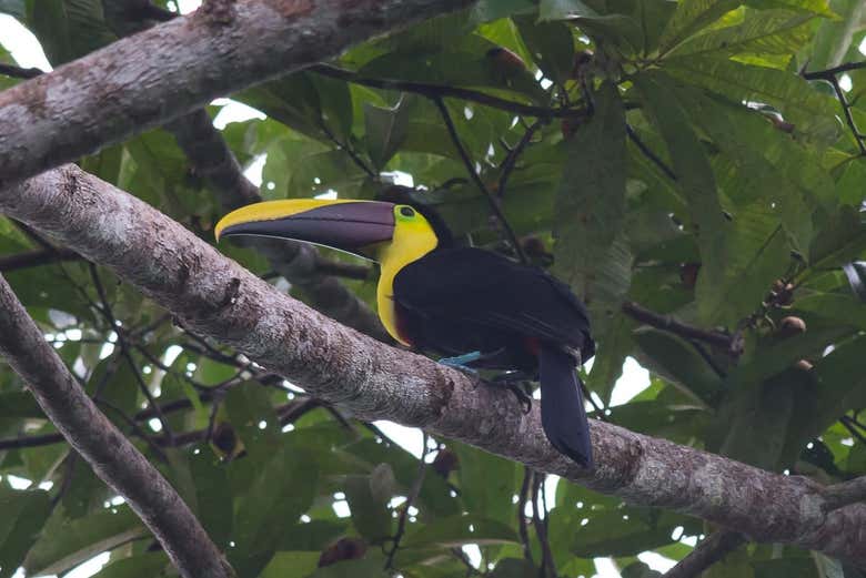 Observando um tucano
