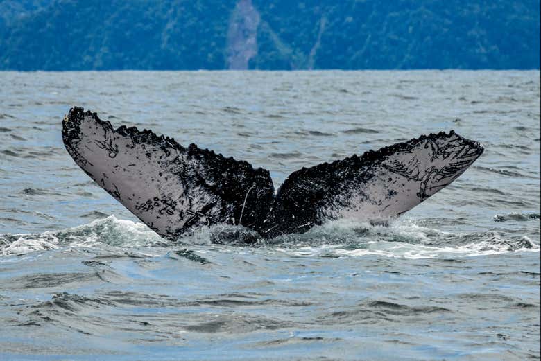 Queue d'une baleine à bosse