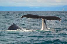 Tour de investigación marina en Bahía Solano